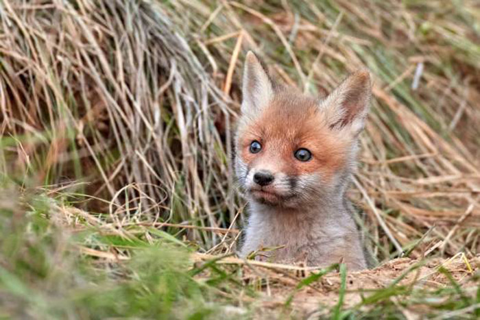 baby-fox